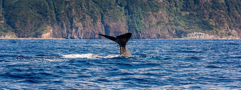 Delfiner ved Sâo Miguel